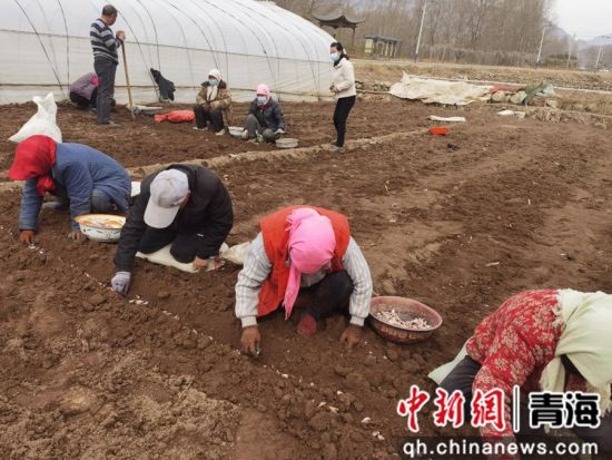 图为种植现场。乐宣 供图