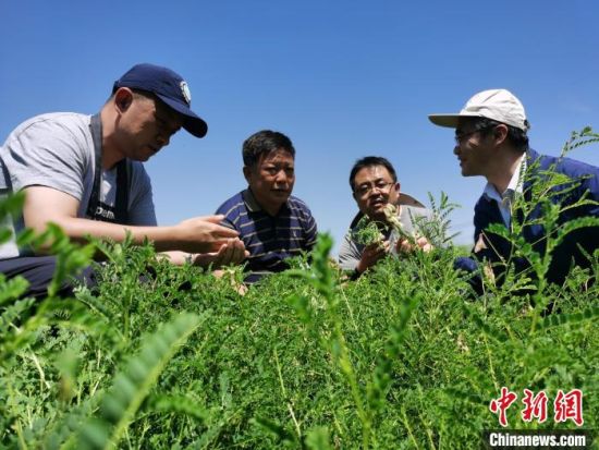 2022年7月28日，青海科研人员查看黄芪长势。张添福摄