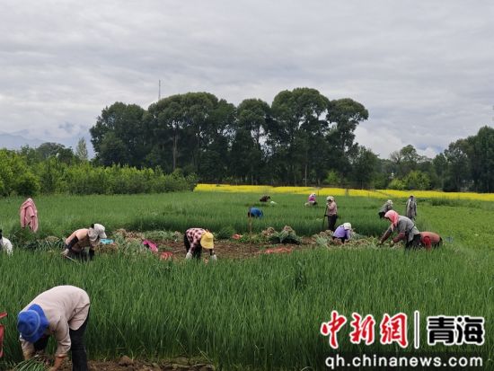 图为贵德县河阴镇大史家村大片的蒜苗丰收。 罗益清摄