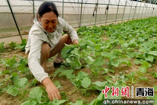 图为种植现场。乐都区委宣传部 供图