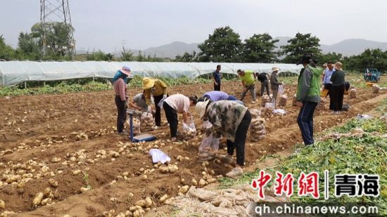 图为种植现场。乐都区委宣传部 供图