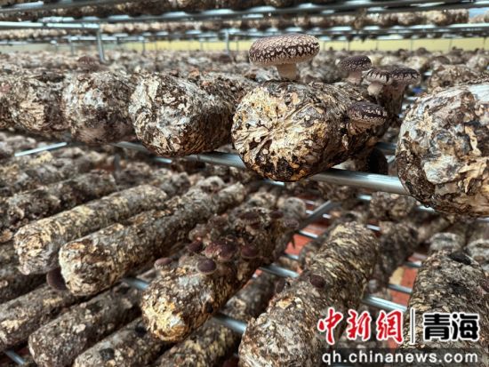 图为达玉五谷村菌菇种植基地。潘雨洁 摄