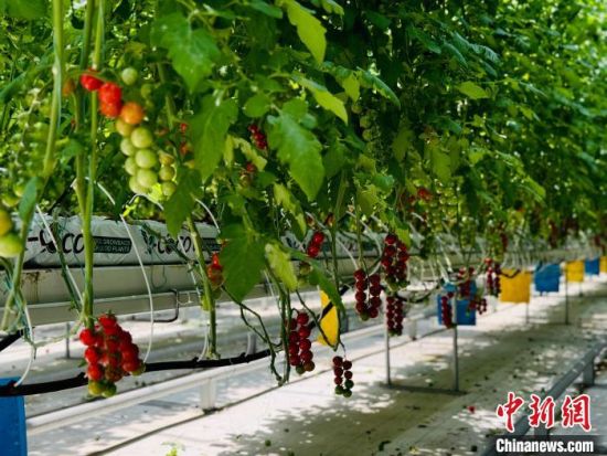 图为西宁市冷凉蔬菜种植基地。(资料图) 中新网记者 孙睿 摄