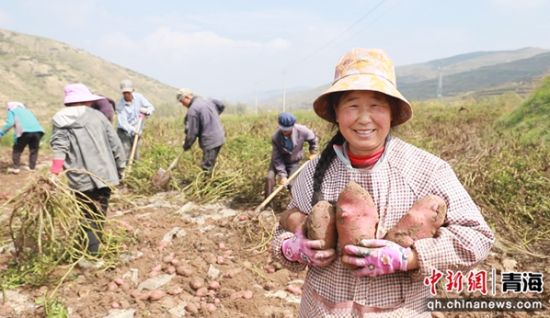 图为收获现场。乐都区委宣传部 供图