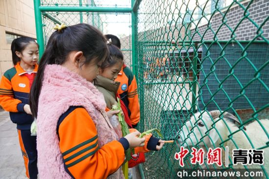 图为西宁市文逸小学学生投喂羊并观察其生活习性。 马铭言 摄