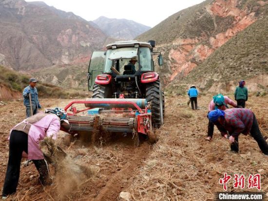 图为黄芪机械挖收现场。石延寿 摄