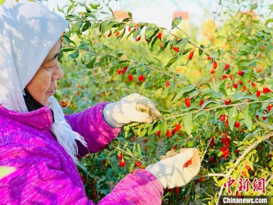 图为采摘工采摘柴达木枸杞。(资料图)中新网记者 孙睿 摄